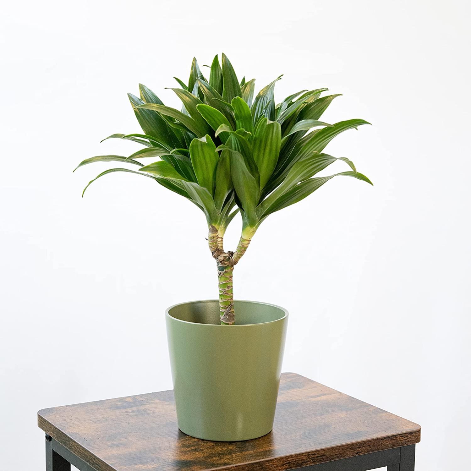 dracaena sp Dracaena sp. 'Malaika' 4"