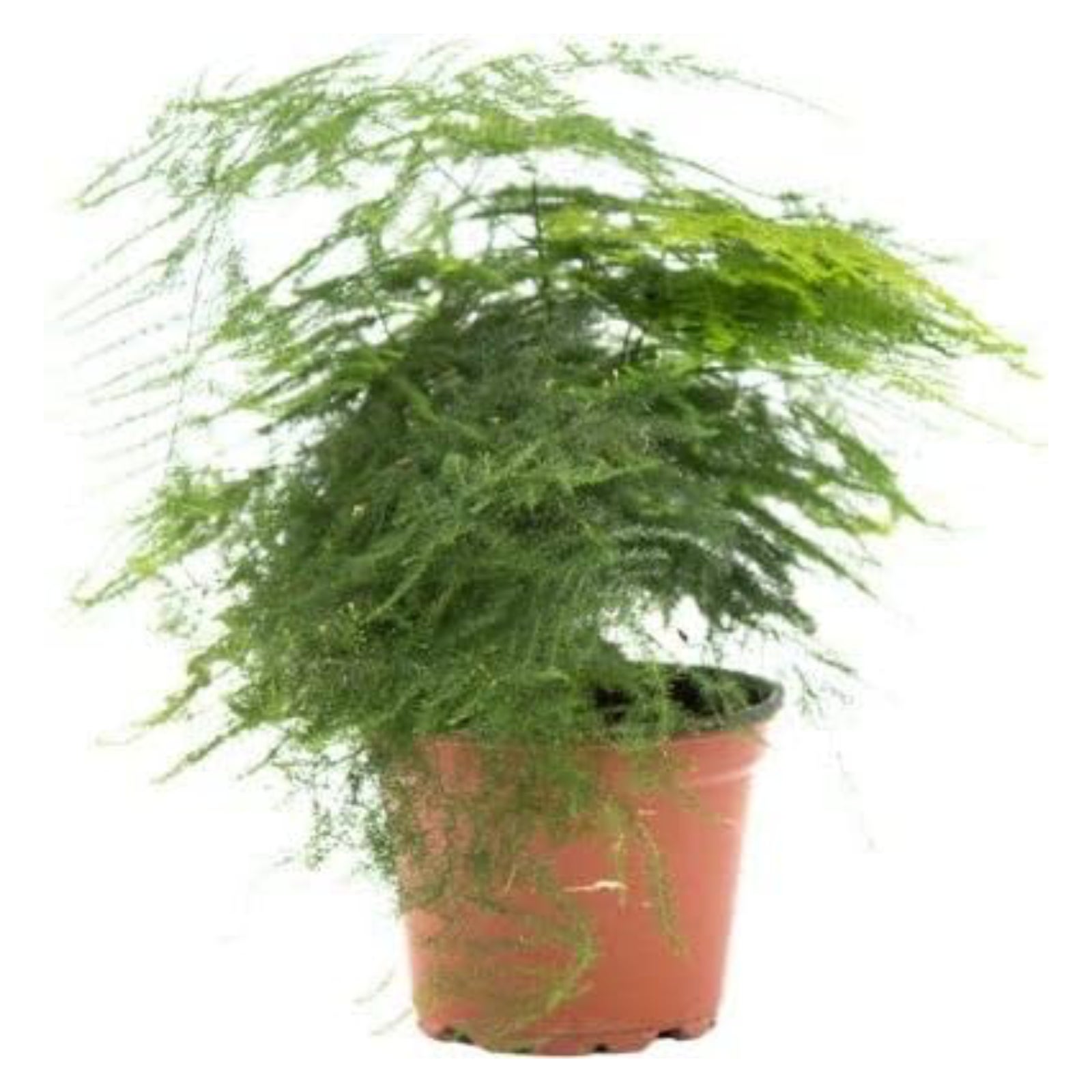 Planta esparraguera natural viva altura aproximada 15 cm en maceta 12cm diámetro
