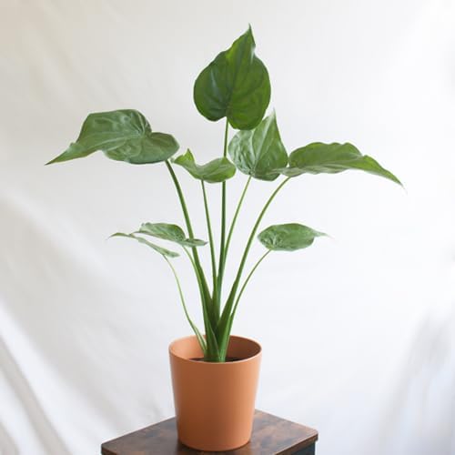 Alocasia cucllata - Decoración del hogar