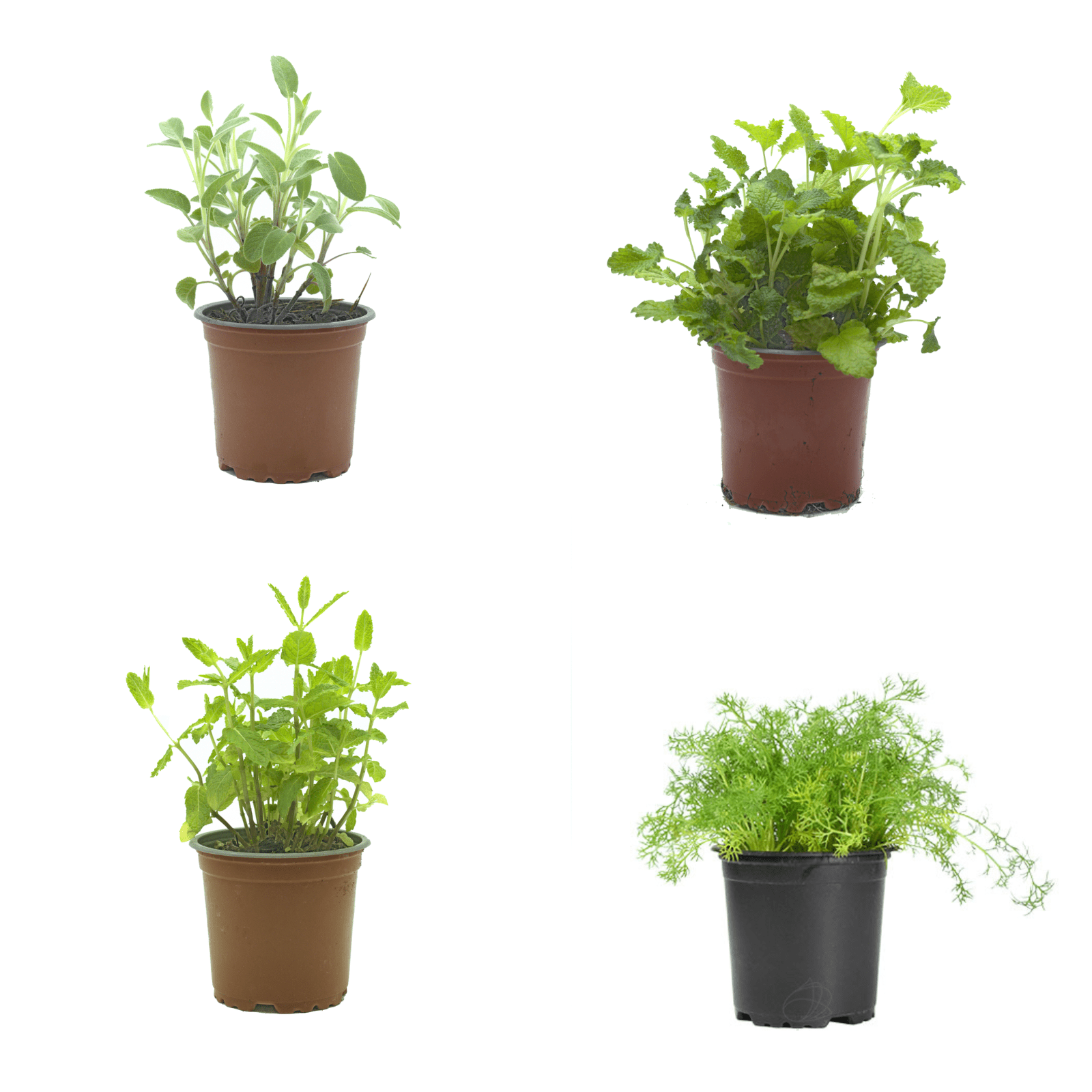 Mix de plantas aromáticas perejil, albahaca, romero, tomillo y orégano