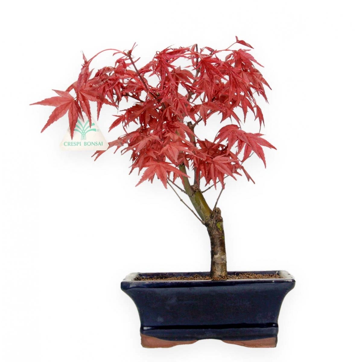 bonsai di acero rosso deshojo h 36 cm visita il negozio 