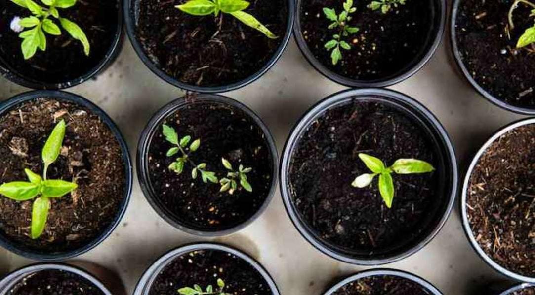 15 Sottovasi In Plastica Nera PINGEUI – Ø 25 Cm – Vassoi Per Piante Da Interno/Esterno – Robusti E Riutilizzabili - 3
