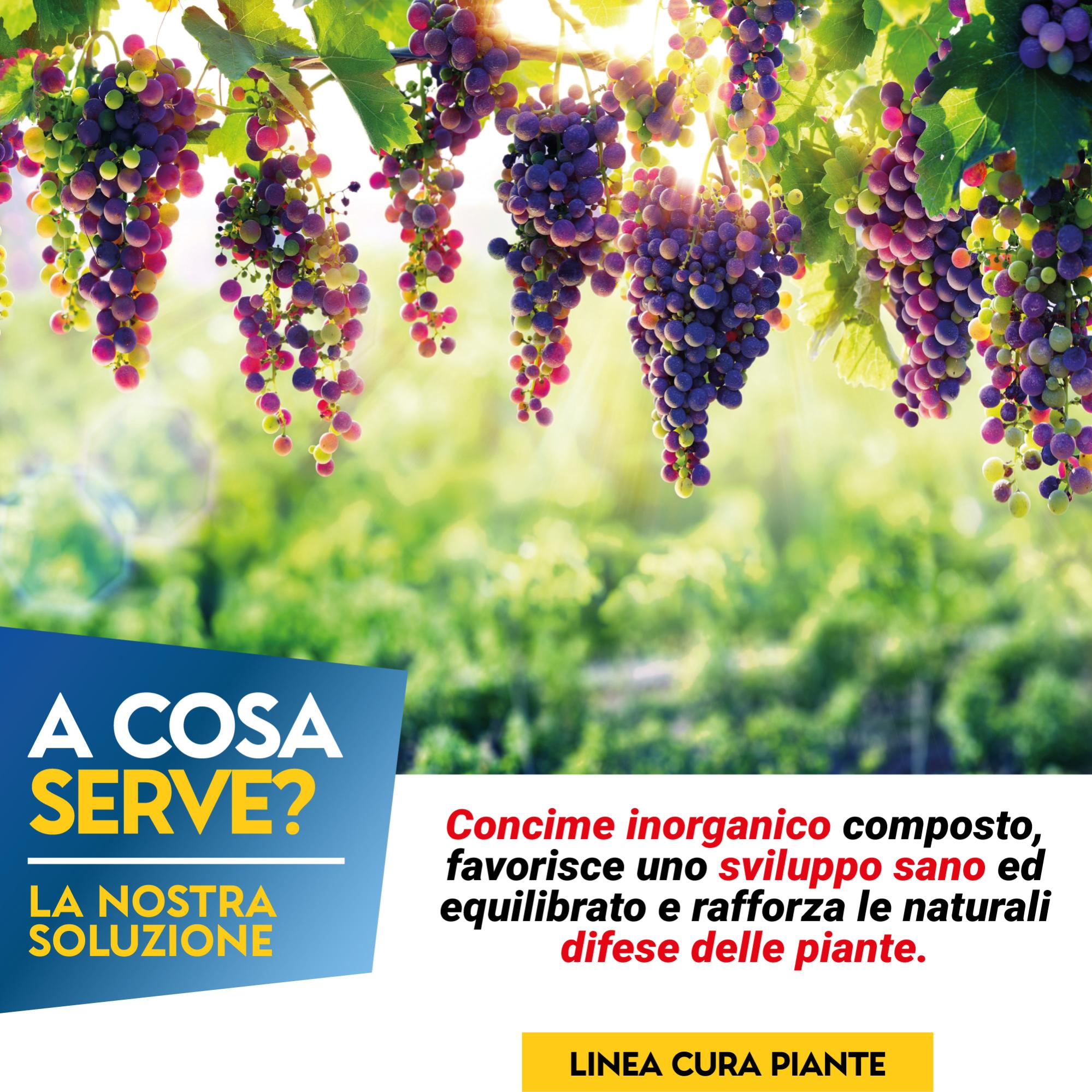 Ossicloruro Di Rame 50% – Verderame Bio 1 Kg, GIEMMEGI, Consentito In Agricoltura Biologica - 4
