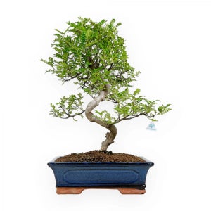 Bonsai vero al miglior prezzo