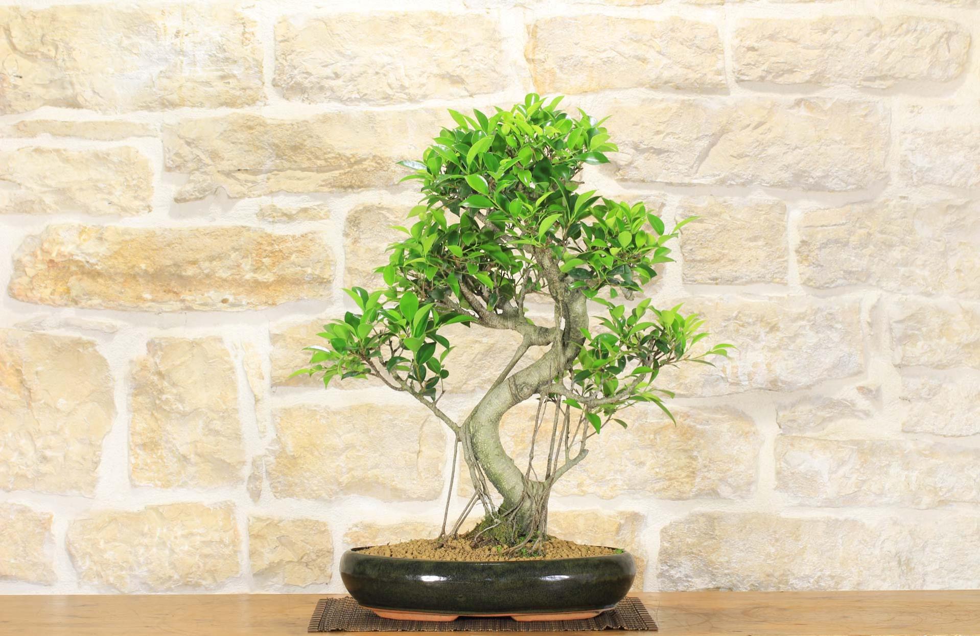 Bonsai di Ficus Retusa (148) Leroy Merlin