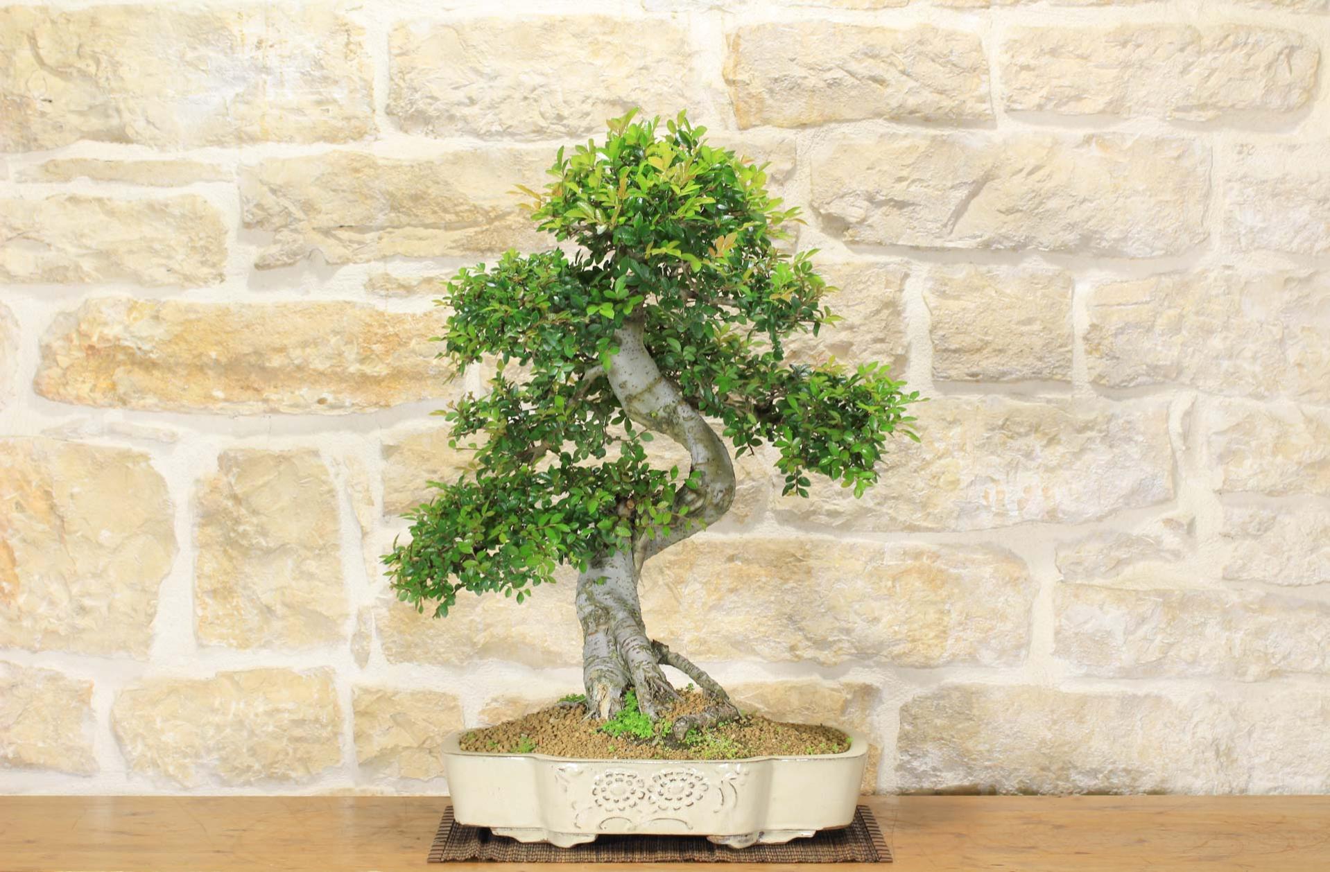 Bonsai di Zelkova Parvifolia (73) Leroy Merlin