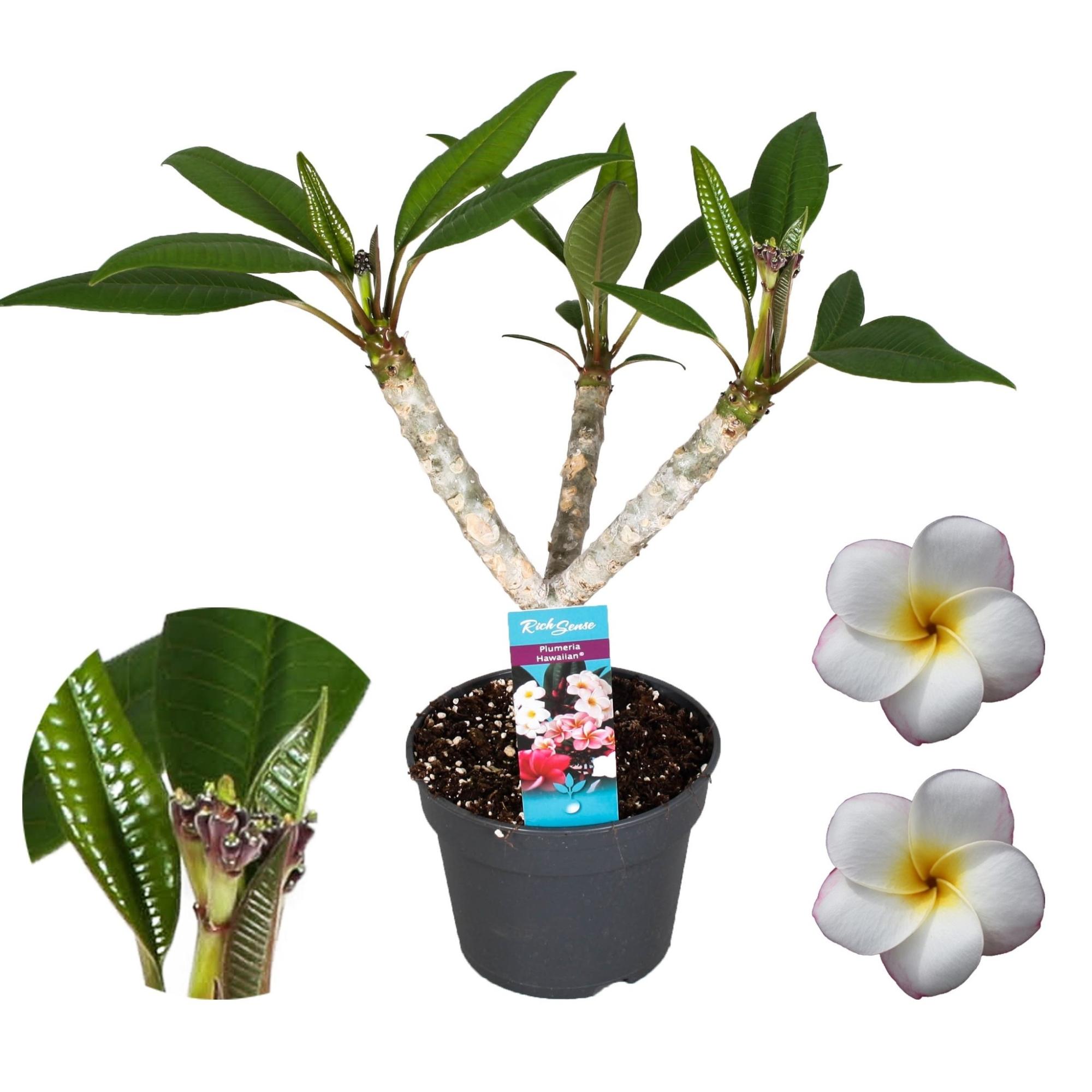 100 Fiori Artificiali Plumeria Frangipani In Schiuma EVA – Diametro 5 Cm, Bianco Con Giallo, Per Decorazioni Hawaiane E Piscina
