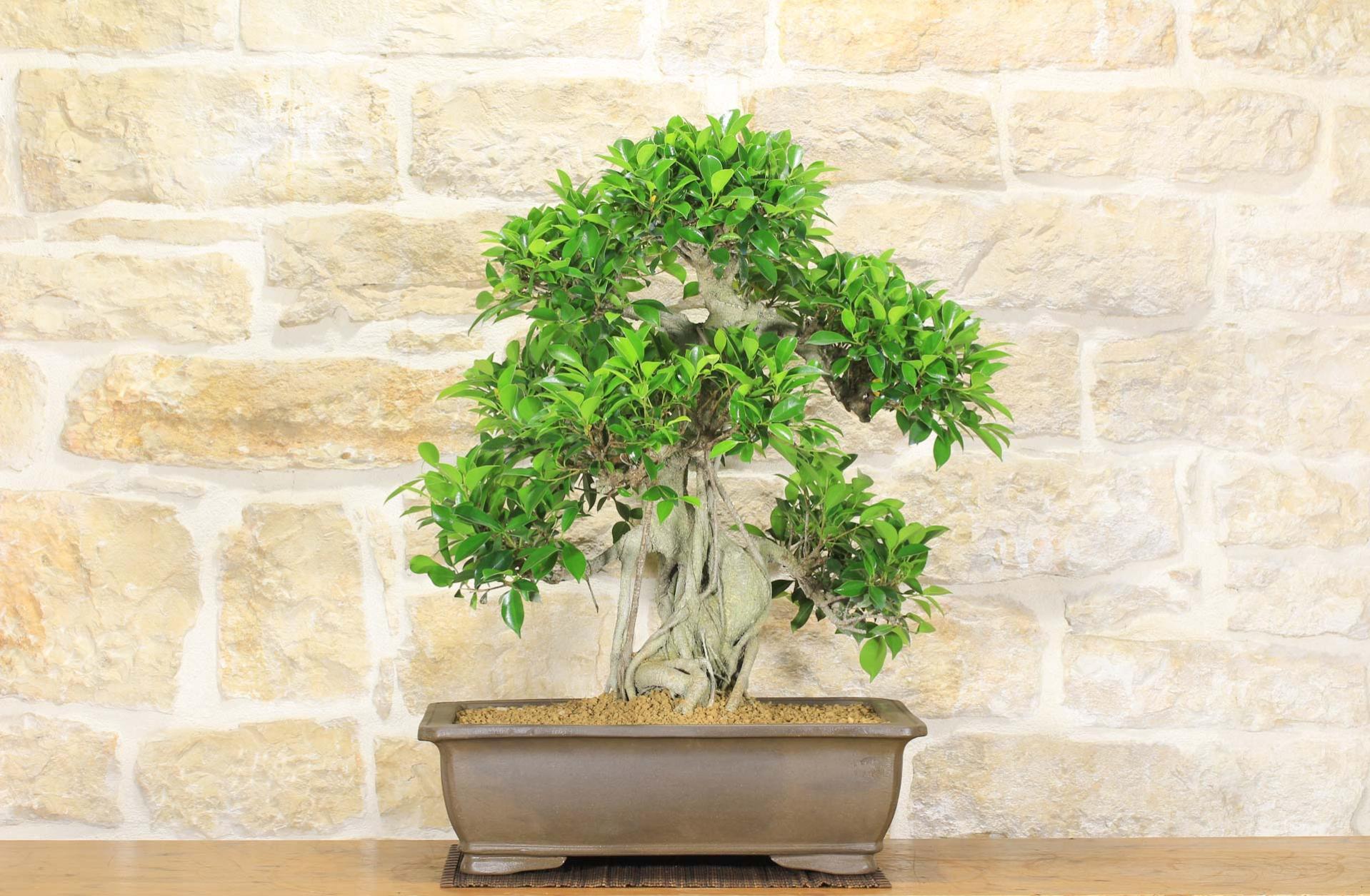 Bonsai di Ficus Retusa (149) Leroy Merlin