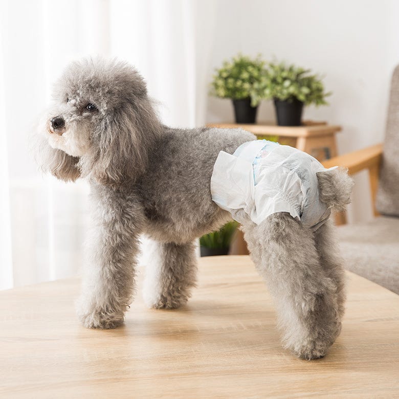 SMELL & SMILE Pañales Desechables para Perro Pañales para Perros Hembra  Pañal Sanitarios para Perro Mascotas Bragas Higiénicas Suaves absorbentes  (XS) : : Productos para mascotas