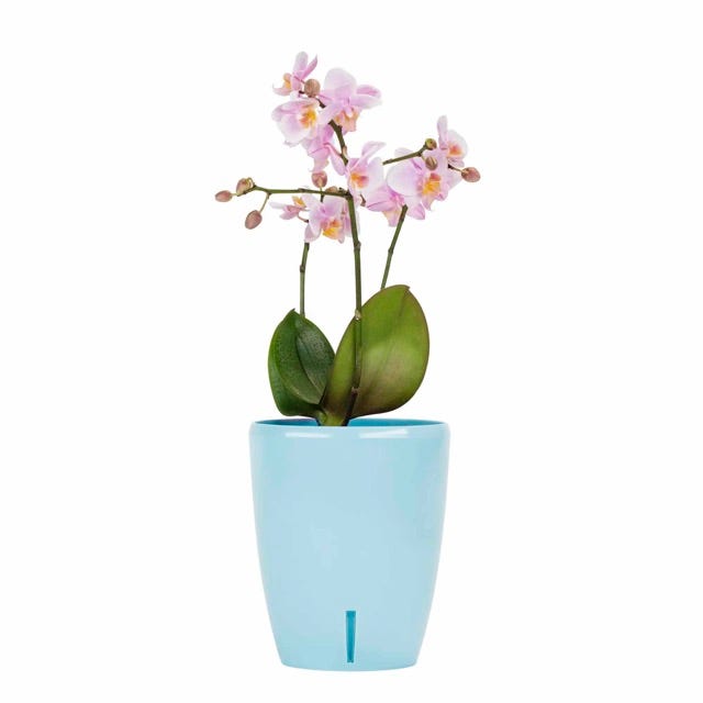 ORCHIDEA TWIN vaso per orchidee autoirrigante e indicatore di livello  dell'acqua di Santino®, dimensioni: 2,0l, colore: blu