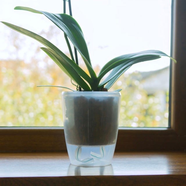 ORCHIDEA TWIN maceta para orquídeas autorriego con sistema de mecha e  indicador de nivel de agua de Santino®, tamaño: 2,0 l, color: transparente