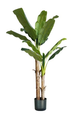 Banano pianta vaso al miglior prezzo