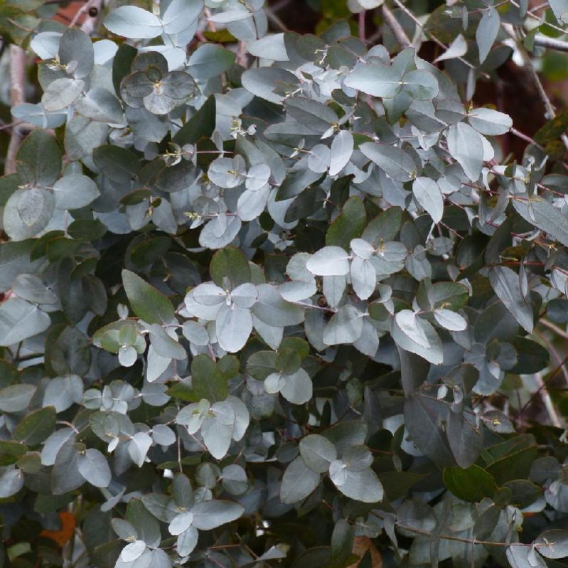 Pianta Gelsomino Rampicante Acquaverde | Jasminum Bianco Profumato, Vaso &Oslash; 17 Cm, H 80 Cm - Made Italy