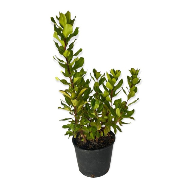 Cespuglio Di Ibisco Giallo In Vaso 16-20cm - Pianta Fiorita Per Giardino O Balcone - Foto 7