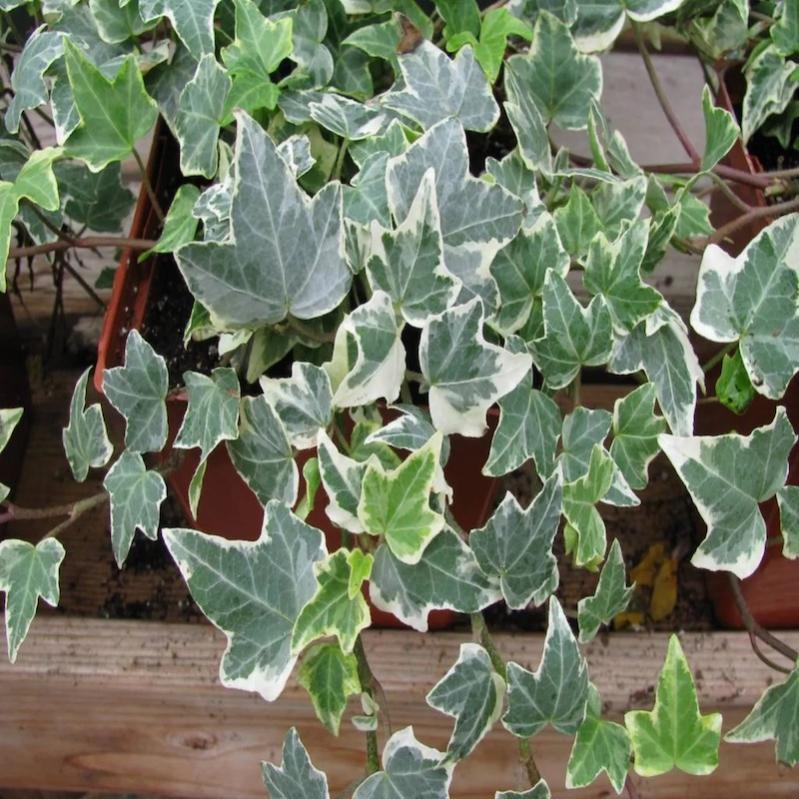 QIAOH Artificiale Edera Rampicante Ghirlanda Pianta 15 Pack
