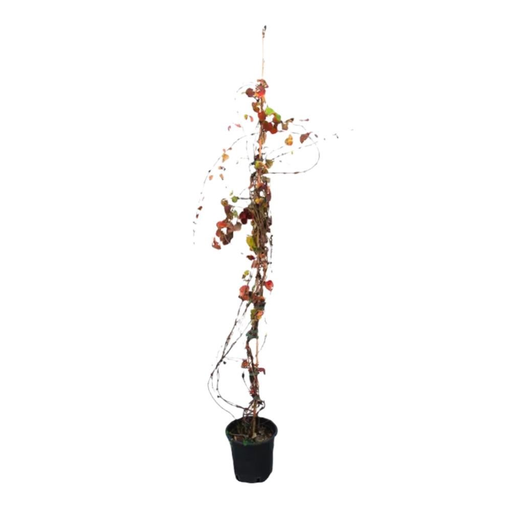 Pianta Artificiale Strelitzia Real Touch Deluxe 300 cm – Italia