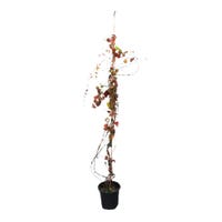 Pianta Artificiale Strelitzia Real Touch Deluxe 300 cm – Italia Pianta Artificiale Strelitzia Real Touch Deluxe 300 cm – Italia