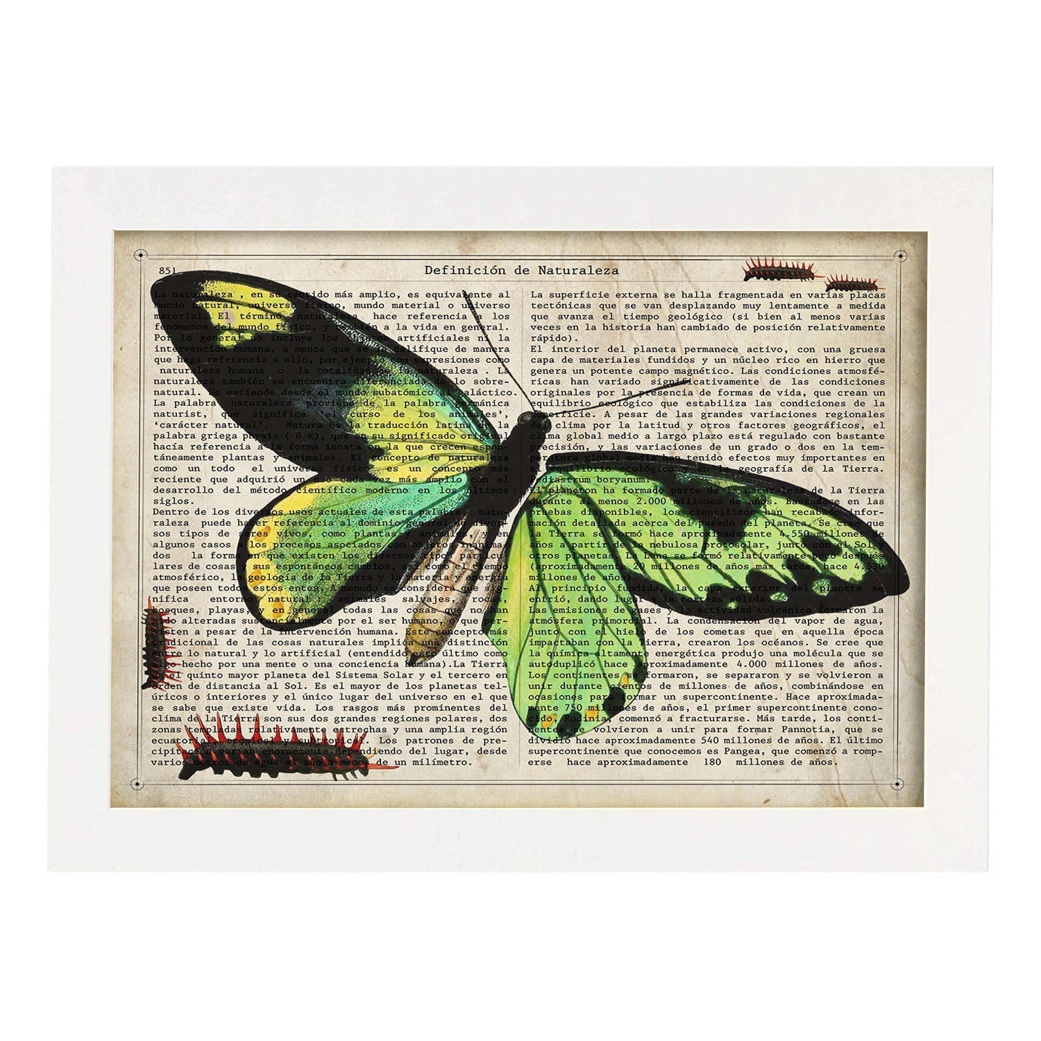 Affiche De Papillon Morpho. Papillons. Décoration Des Papillons Et Des  Papillons. A4 Sans Cadre