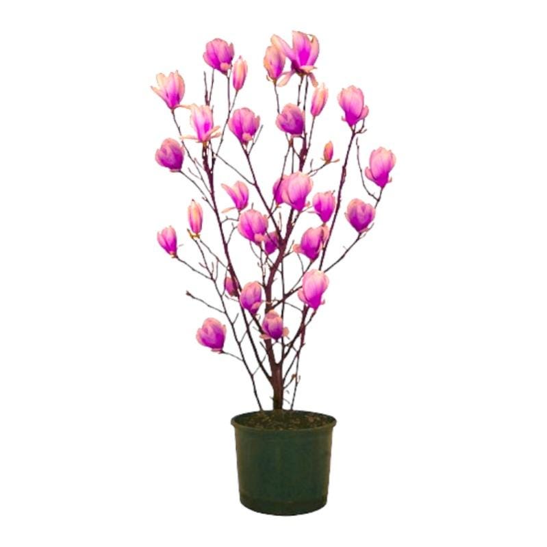 Capi Vaso Elegante Groove 34x46 cm Antracite Capi Vaso Elegante Groove 34x46 cm Antracite