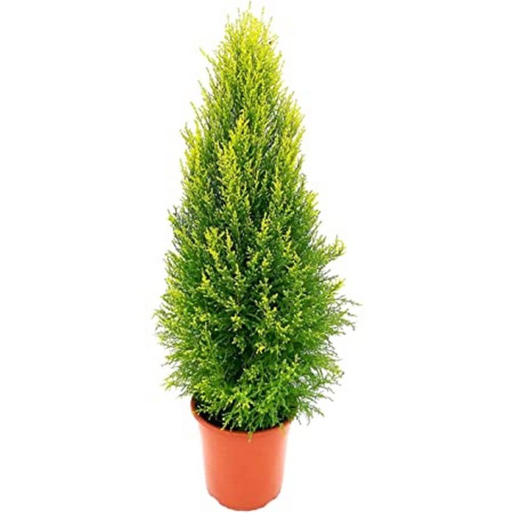 Albero Artificiale Di Cedro/Cipresso – 60 Cm – In Vaso – UV Resistant – Per Interni/Esterni – Best Artificial