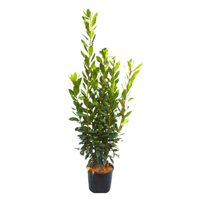 PIANTA di ALLORO DA SIEPE Laurus Nobilis IN VASO DA 20 CM H 70/90 CM FOTO REALE