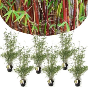 Haie Brise-vue Balcon Bambou 'Pingwu' en KIT - Vente en ligne de plants de  Haie Brise-vue Balcon Bambou 'Pingwu' en KIT pas cher