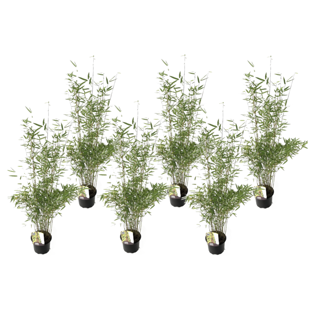 Fargesa Rufa - Bambou Non Traçant Et Non Envahssant à Feullage Vert