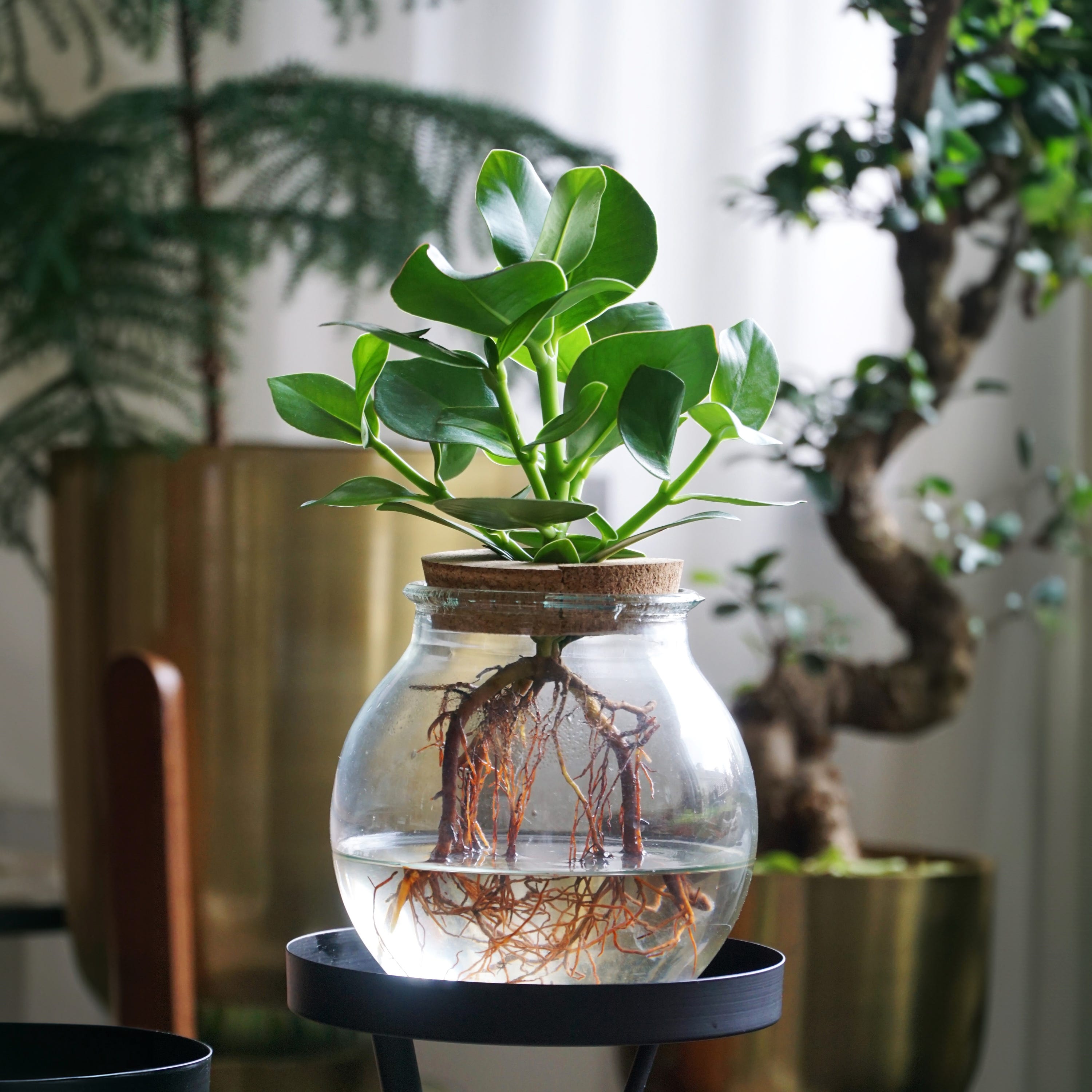 Plant in a Box - Clusia in vetro - Idroponica - Pianta da interno in acqua