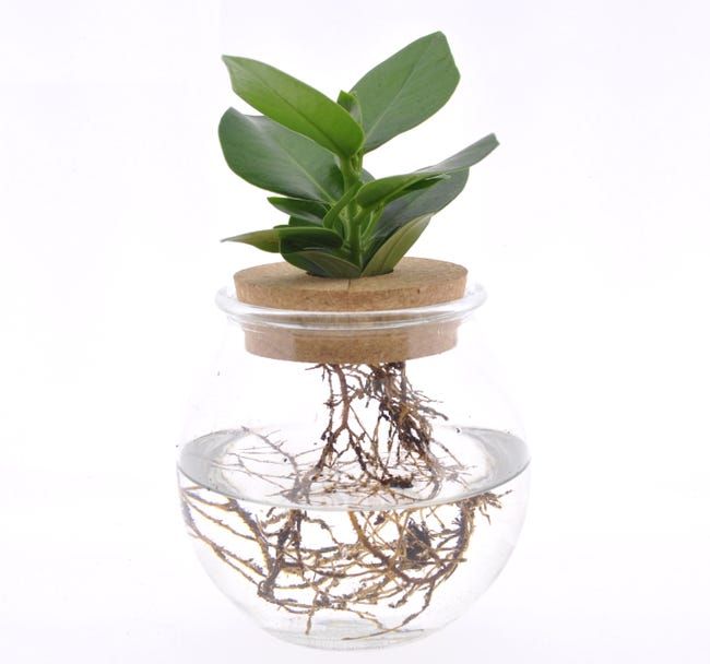 Plant in a Box - Clusia in vetro - Idroponica - Pianta da interno in acqua
