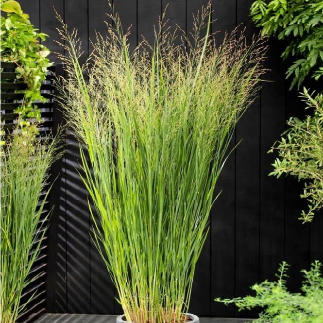 GREEN ORO GREEN AKI 5kg Engrais d'automne concentré pour gazon
