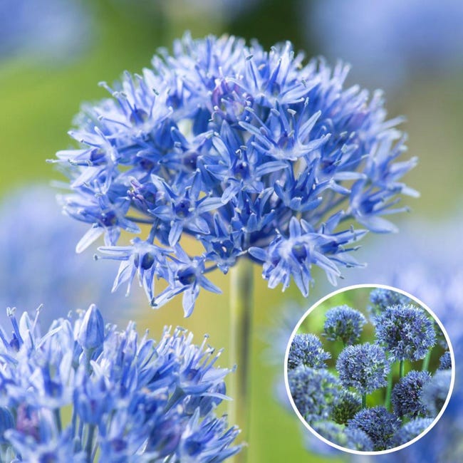 10 Bulbi Allium Giganteum - Fiori Viola Primaverili - Piante Resistente Per Esterni - Bulbi Da Fiore - Foto 10