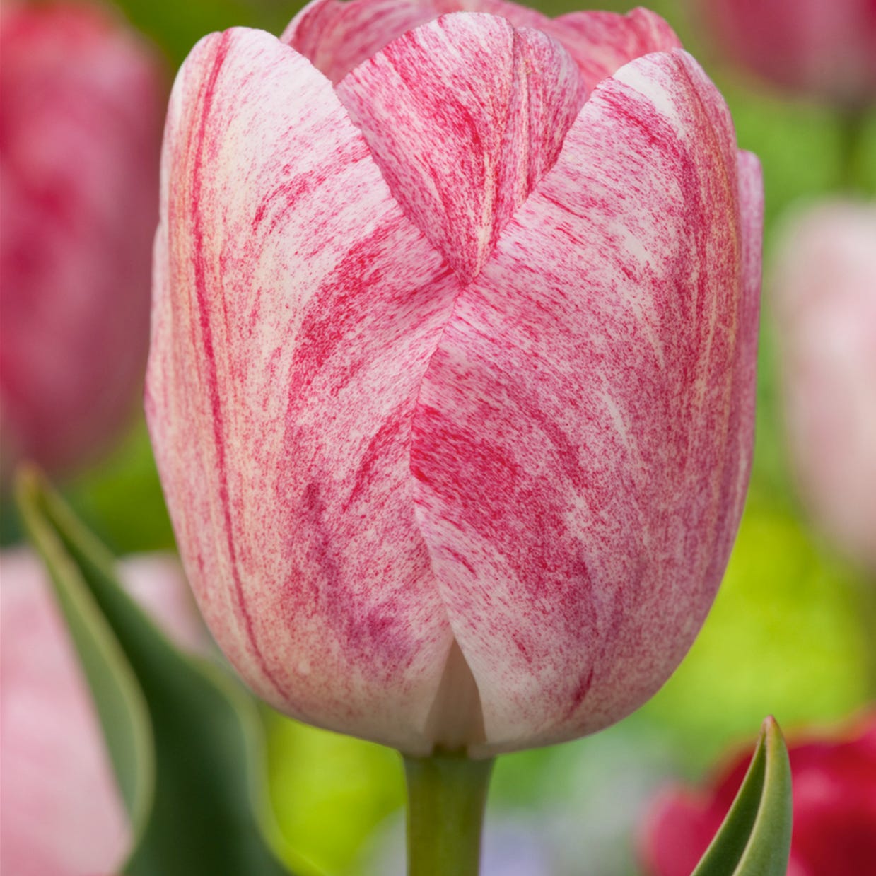 Fiori Rossi E Bianchi Dei Tulipani Che Fioriscono in Vaso Di Fiore Fiori Rossi E Bianchi Dei Tulipani Che Fioriscono in Vaso Di Fiore