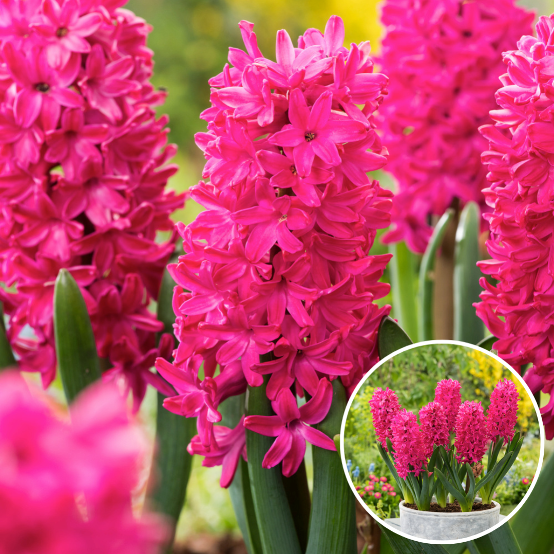 Plant in a Box Hyacinthus Jan
