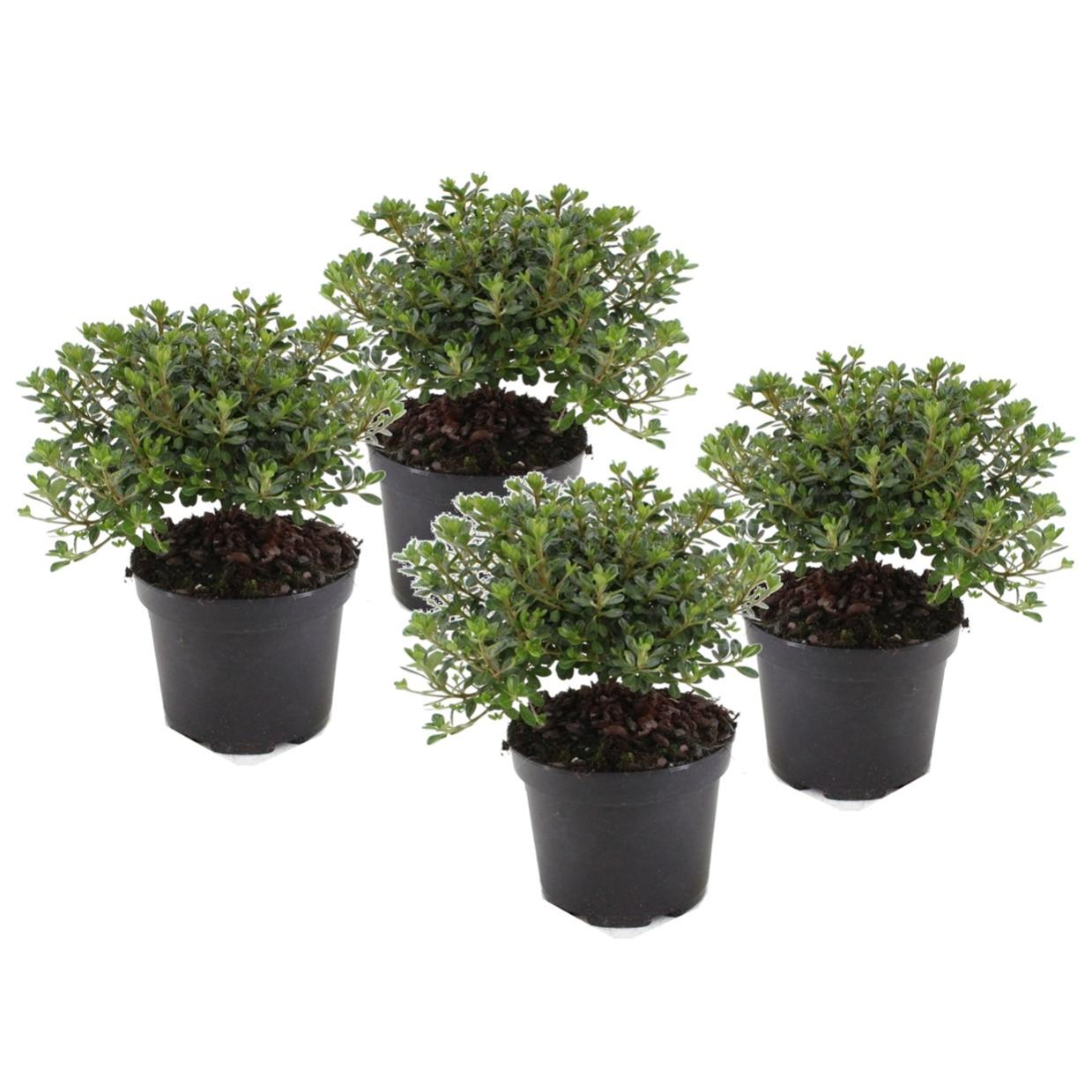 Plant in a Box - Rhododendron 'Azalea Anouk' - Set di 4 - Azalea ...