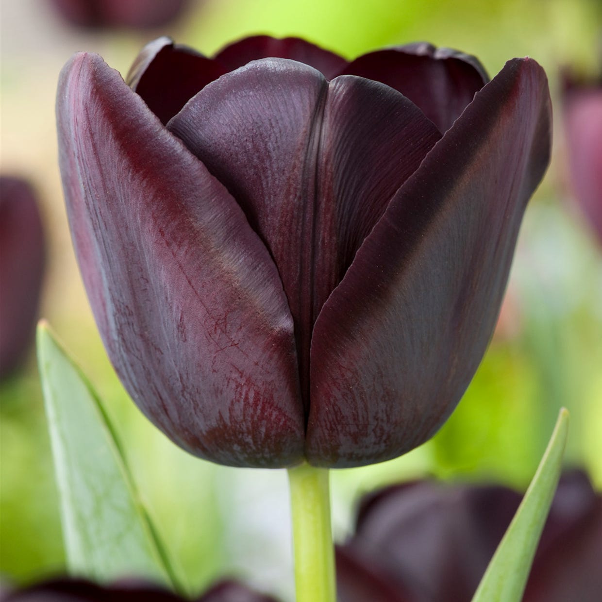 Tulipa Queen of the Night x40 - Tulipán Negro - Bulbos de flores perennes