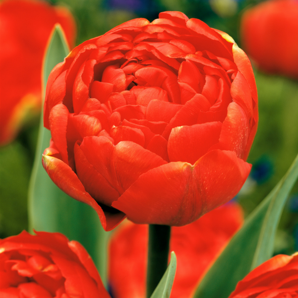 bulbi di tulipano in vaso