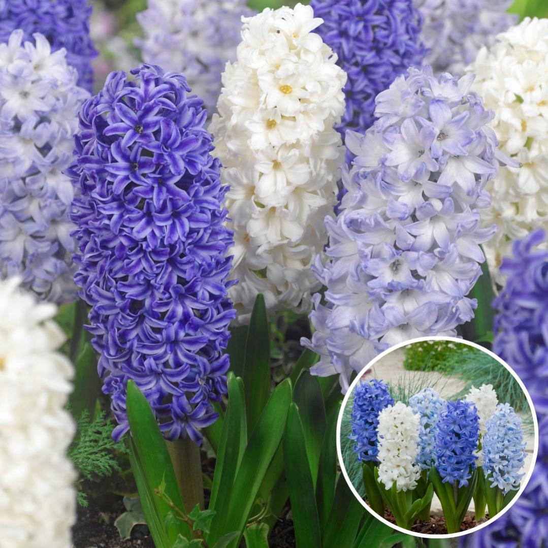 3 Bulbes De Jacinthe 'White Pearl' à Planter - Fleurs Blanches Parfumées Pour Le Printemps - Plantation En Automne