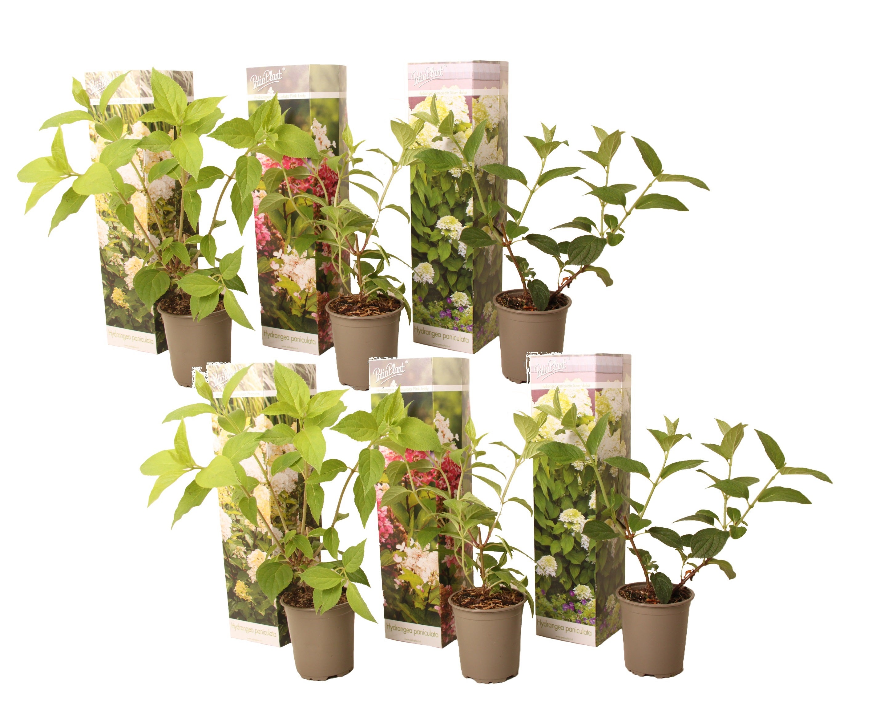 Plant in a Box - Ortensia hydrangea paniculata Mix x6 - Ortensia ...