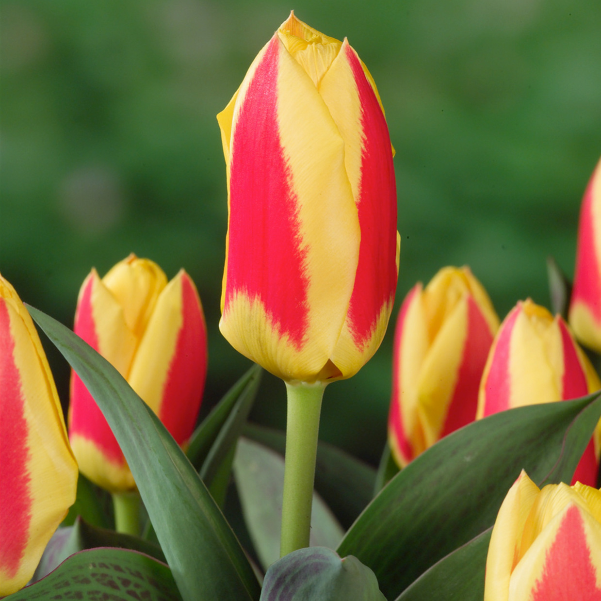 Clivia la pianta che simboleggia la generosità per l'abbondanza delle fioriture Clivia la pianta che simboleggia la generosità per l'abbondanza delle fioriture