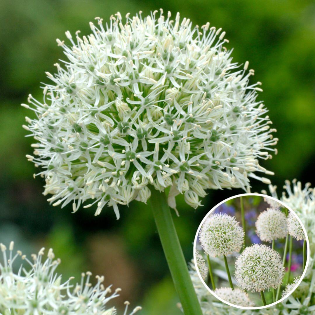 Allium Mont Blanc - Aglio ornamentale
