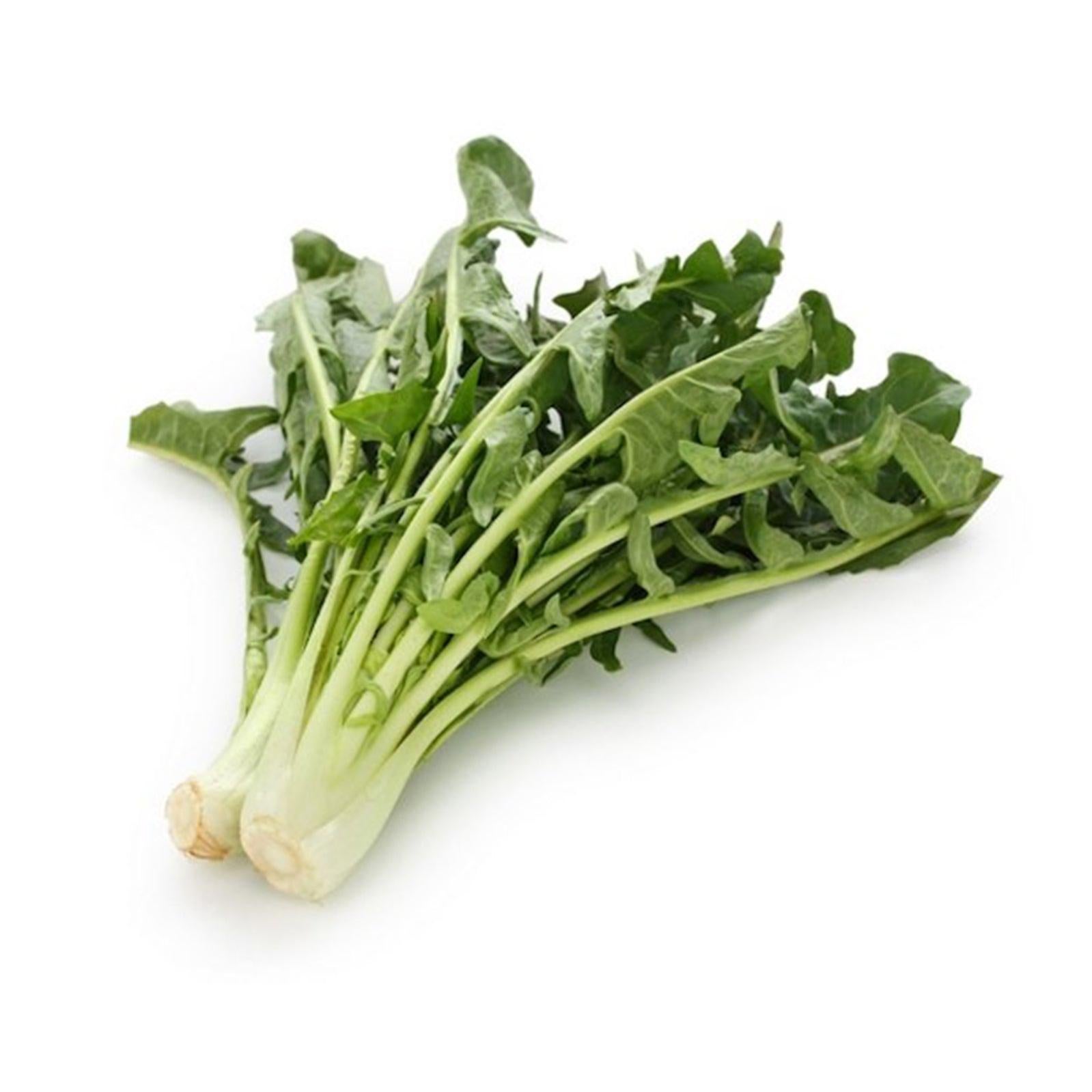 Semi Di Cicoria Catalogna Puntarelle NO OGM – 3000 Semi Di Cichorium Intybus Per Orto, Verdure Rustiche E Croccanti, Ideali Per Insalate Italiane