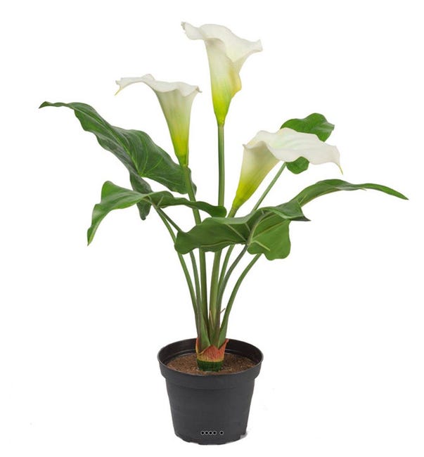 Arum calla artificiel en pot, 3 têtes de fleurs, H 40 cm Crème - couleur:  Crème | Leroy Merlin