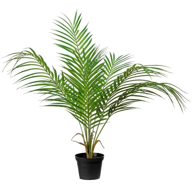 Palmier Areca Artificiel Grandes Palmes En Pot H 55 Cm D 48 Cm Leroy Merlin Palmier Areca Artificiel Grandes Palmes En Pot H 55 Cm D 48 Cm Leroy Merlin