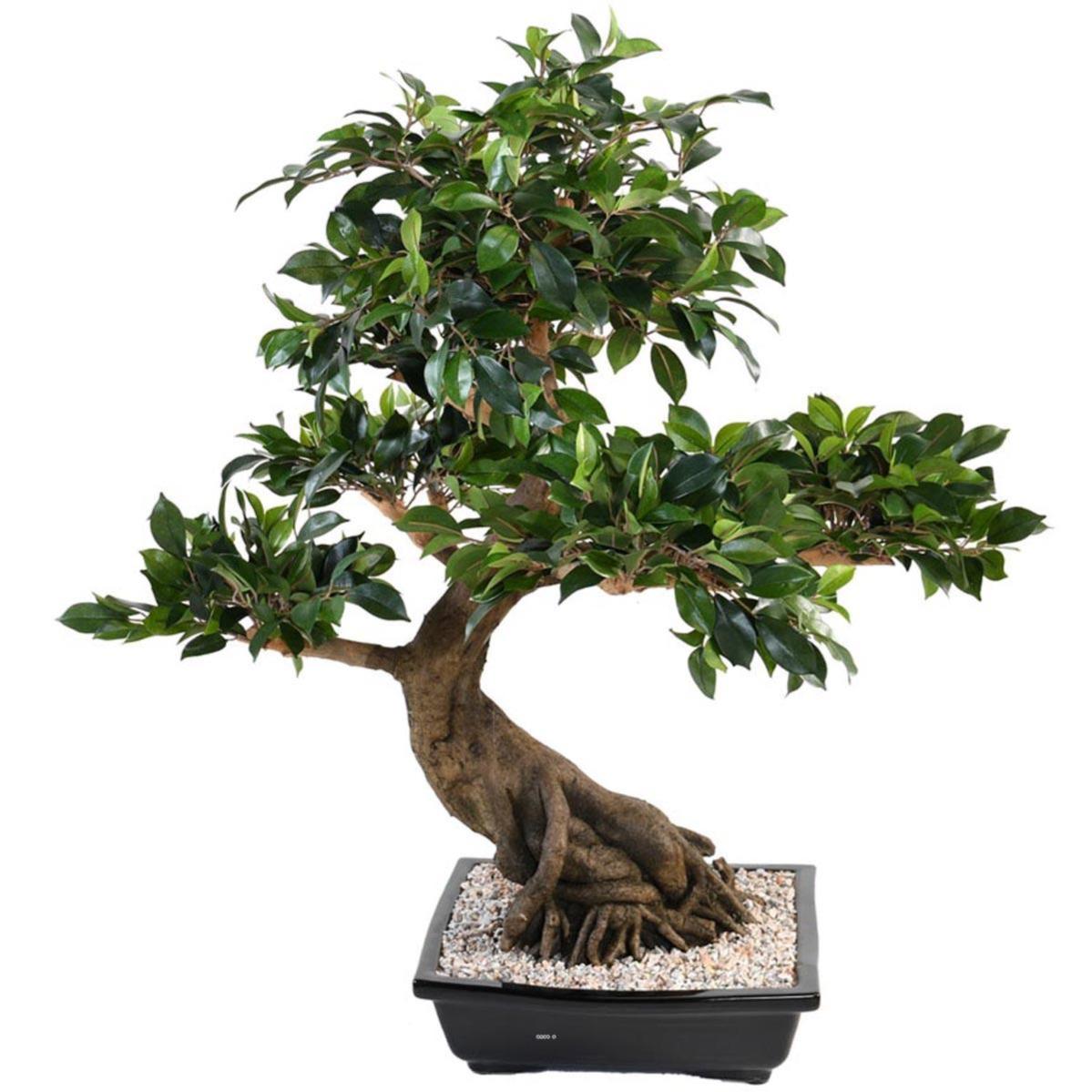 Bonsaï Ficus Artificiel H 80 cm D 77 cm en pot Leroy Merlin
