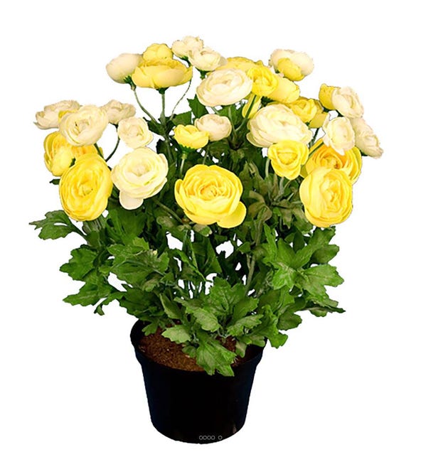 Renoncule factice en pot H28cm 32 fleurs artificielles superbes Jaune -  couleur: Jaune | Leroy Merlin