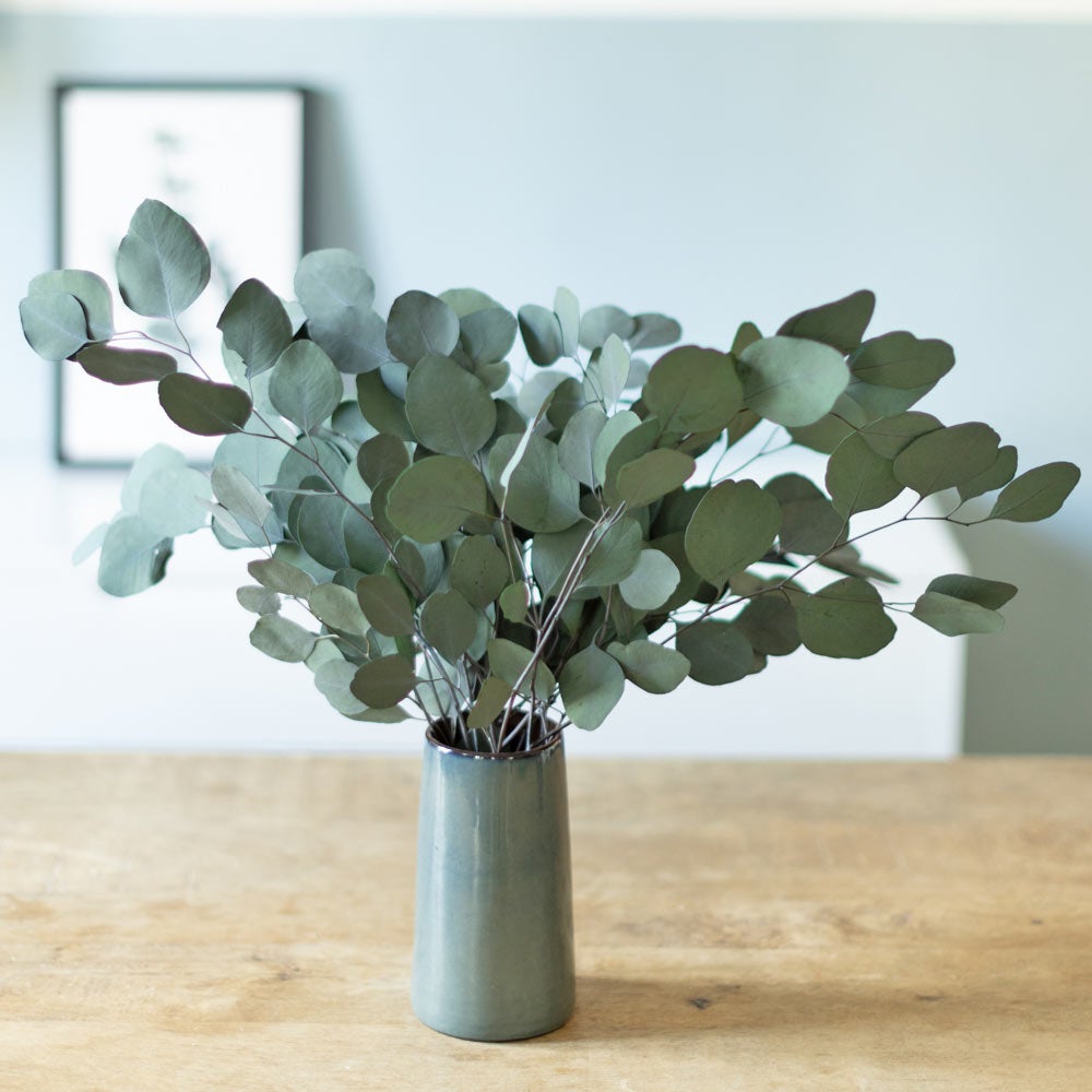 Bouquet De Fleurs Séchées : Eucalyptus Populus Stabilisé Vert | Leroy Merlin