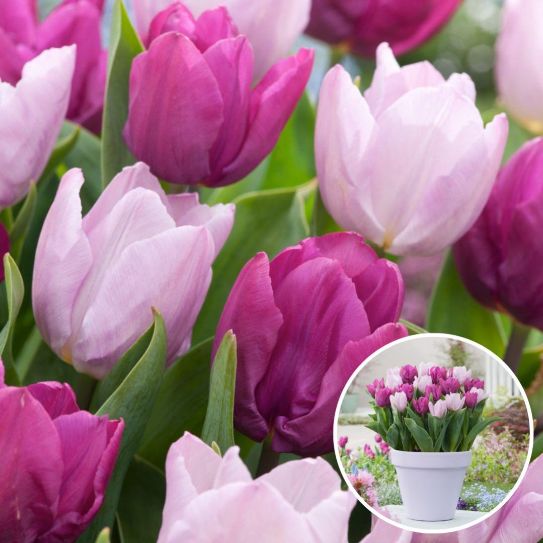 BULBI AUTUNNALI TULIPANO SINGLE LATE MIX DI COLORI CONFEZIONE DA 7