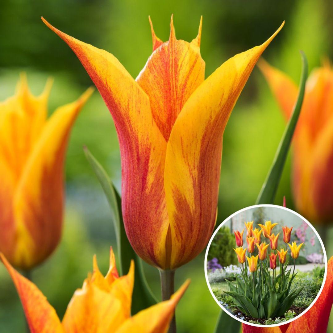 Plant in a Box - Tulipa Cabanna - Set di 15 - bulbi di tulipano