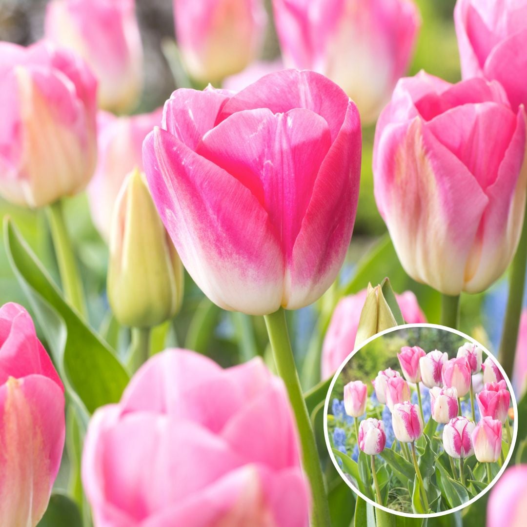 Calamita porta note tulipano Rosa - TuliPark® - Vendita bulbi di tulipano  online