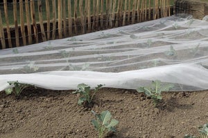 Filet Anti-Insectes 3x5m - Protection Potager - Polyéthylène Respirant - Jardinage